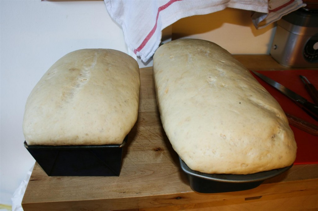 Allowing the dough to rise