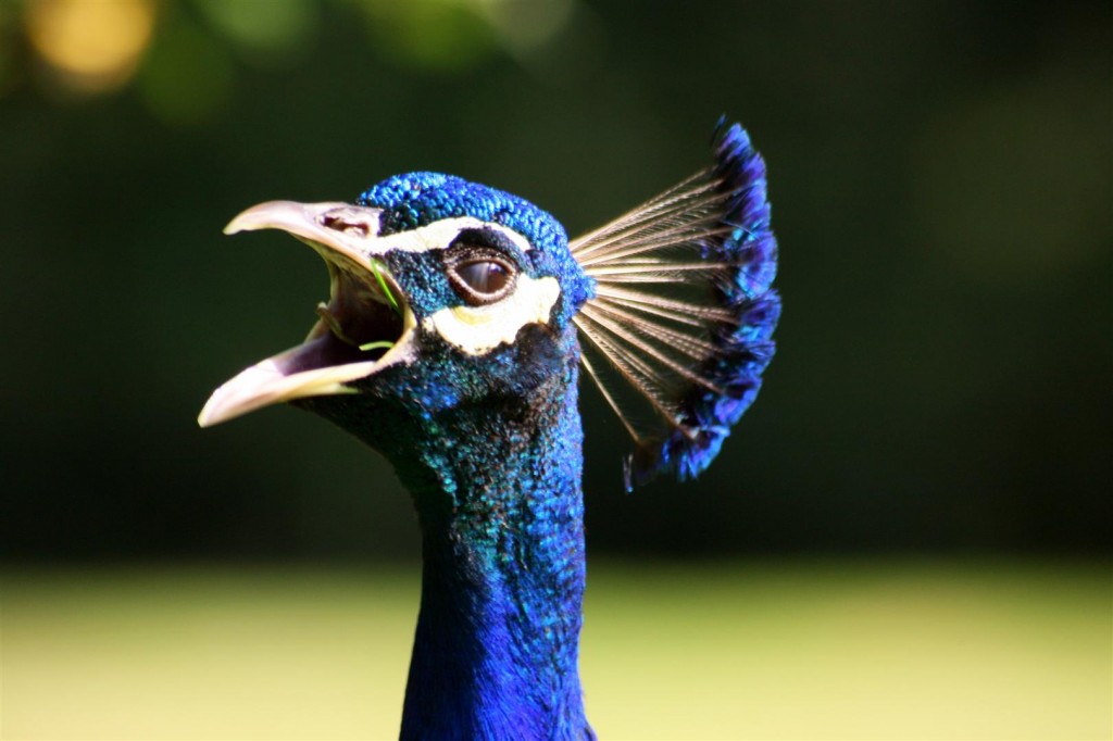Peacock eating grass